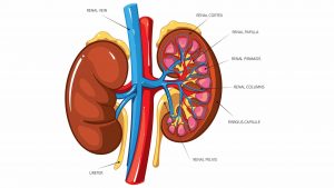kidney-health-stones-chronic-renal-disease-detox-cleanse