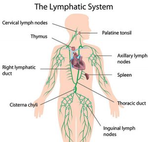 lymphatic_system_gloria_gilbere