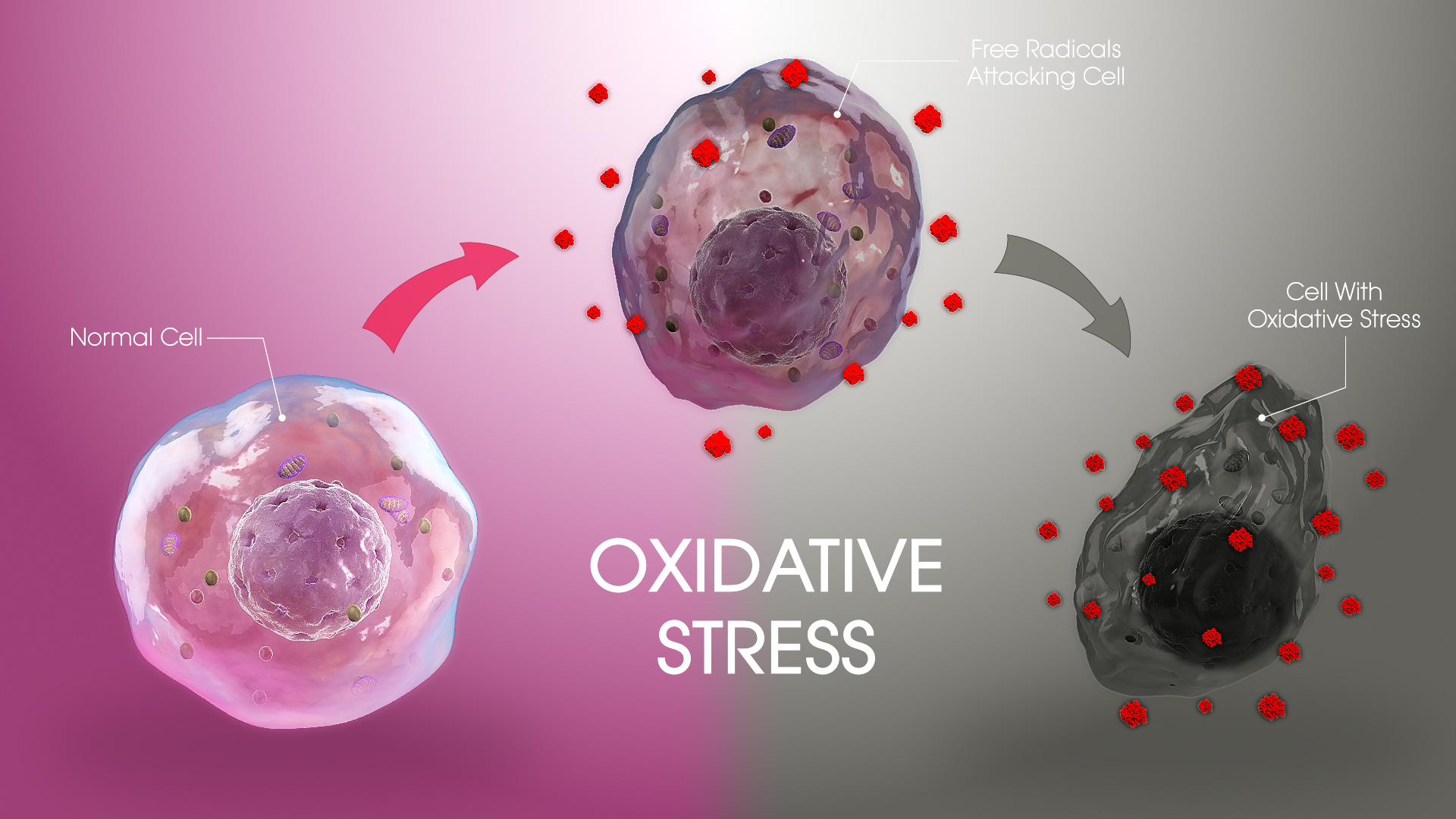 What is Oxidative Stress  and their related diseases?